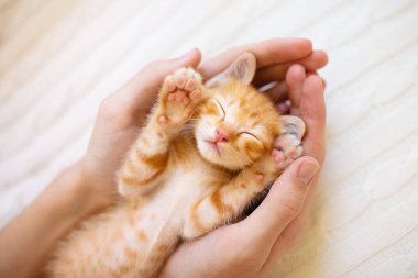 Kitten sleeping in man hands. Cats sleep. clipart