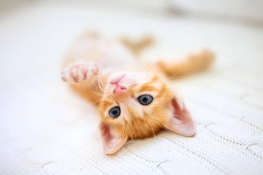 Yavru kedi. Zencefil kedi battaniye altında uyku
