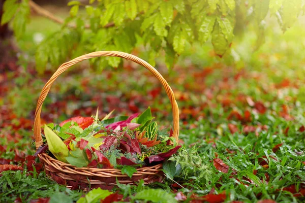 Colorful autumn leaves in basket. — Stock Photo, Image