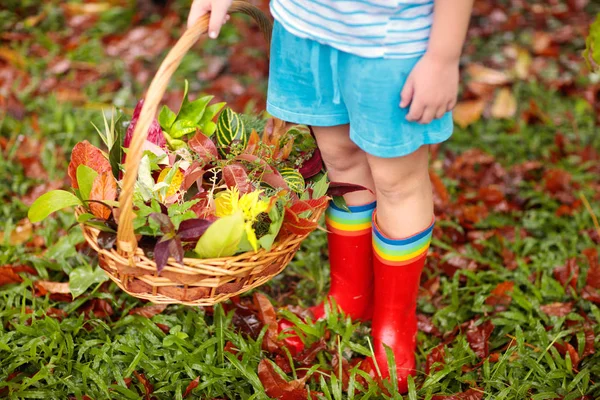 Child picking colorful autumn leaves in basket. — Stock Photo, Image