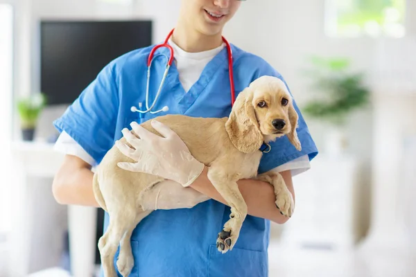 Ветеринар вивчає собаку. Щеня у ветеринарного лікаря . — стокове фото