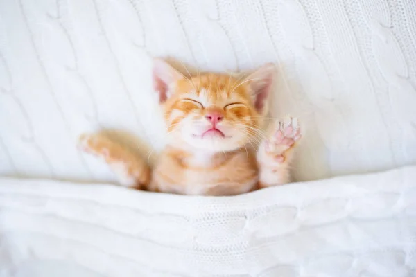 Yavru kedi. Zencefil kedi battaniye altında uyku — Stok fotoğraf