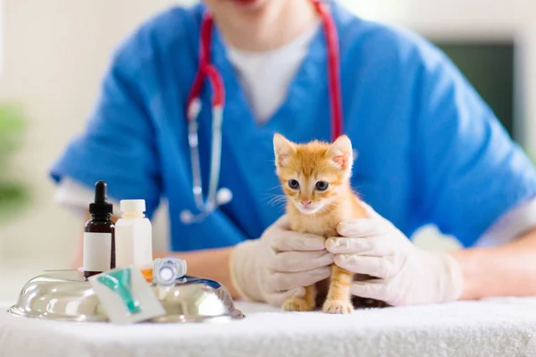 고양이와 수의사. 수의사에서 새끼 고양이. — 스톡 사진