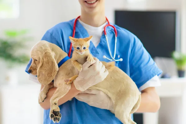 Κτηνίατρος με σκύλο και γάτα. Κουτάβι και γατάκι στο γιατρό. — Φωτογραφία Αρχείου