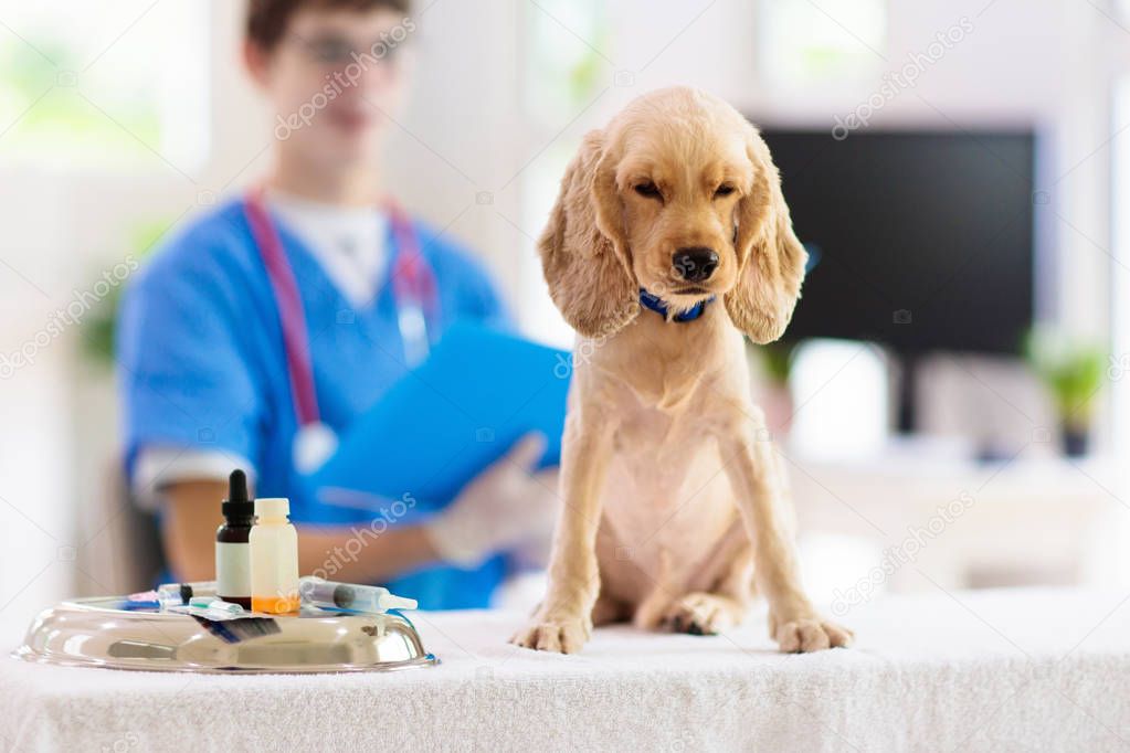 Vet examining dog. Puppy at veterinarian doctor.