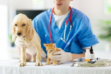 Köpek ve kedi ile veteriner. Doktorda köpek yavrusu ve kedi yavrusu.