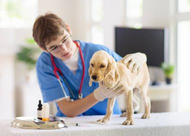 Veteriner köpeği inceliyor. Veteriner doktor da Köpek yavrusu.