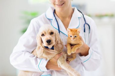 Köpek ve kedi ile veteriner. Doktorda köpek yavrusu ve kedi yavrusu.