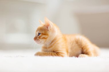 Yavru kedi. Zencefil kedi battaniye üzerinde uyku