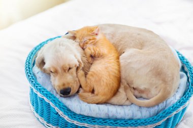 Kedi ve köpek uyuyor. Köpek yavrusu ve yavru uyku.