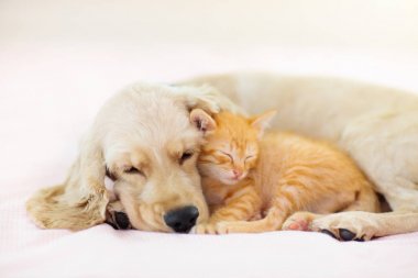 Kedi ve köpek uyuyor. Köpek yavrusu ve yavru uyku.