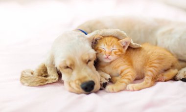 Kedi ve köpek uyuyor. Köpek yavrusu ve yavru uyku.