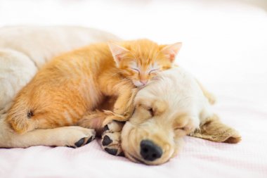Kedi ve köpek uyuyor. Köpek yavrusu ve yavru uyku.