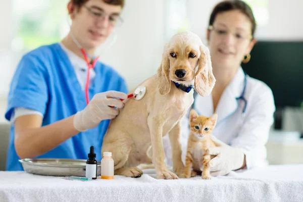 Vet com cão e gato. Filhote de cachorro e gatinho no médico . — Fotografia de Stock