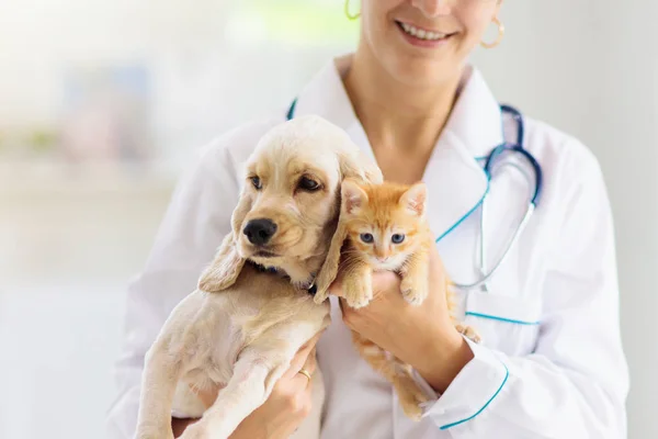 Vet com cão e gato. Filhote de cachorro e gatinho no médico . — Fotografia de Stock