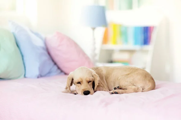 Ο σκύλος κοιμάται στο κρεβάτι. Κουτάβι παίρνει υπνάκο. — Φωτογραφία Αρχείου
