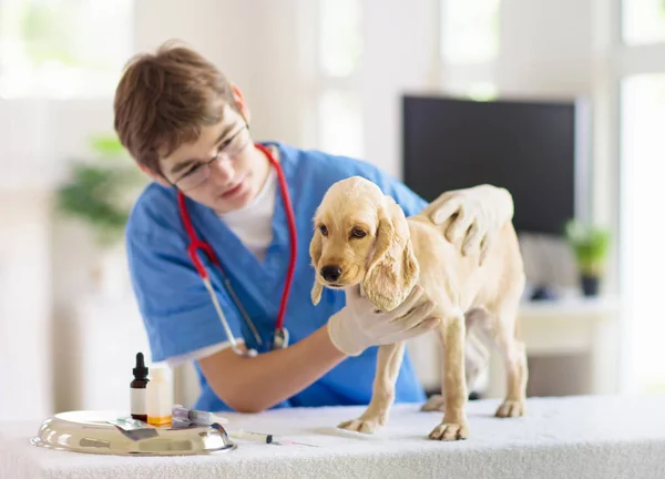 Dierenarts onderzoekt hond. Puppy bij dierenarts Doctor. — Stockfoto