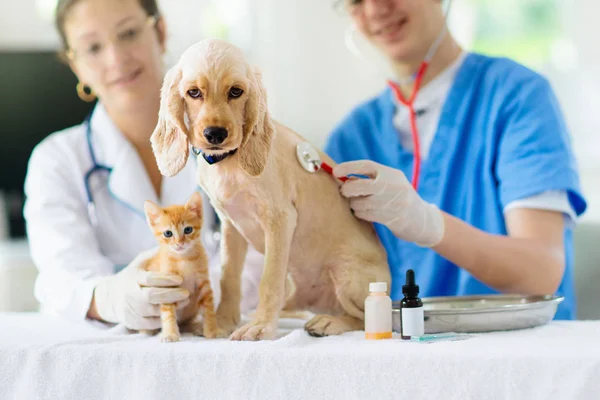 Veterinär med hund och katt. Valp och kattunge på doktorn. — Stockfoto