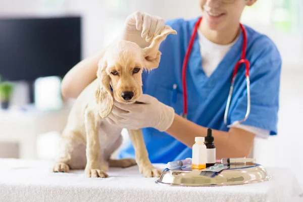 Vet cão examinador. Filhote de cachorro no médico veterinário . — Fotografia de Stock