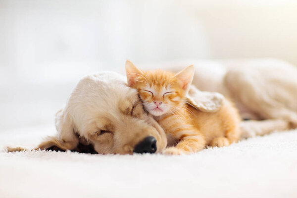 Gato y perro durmiendo. Cachorro y gatito dormir . — Foto de Stock
