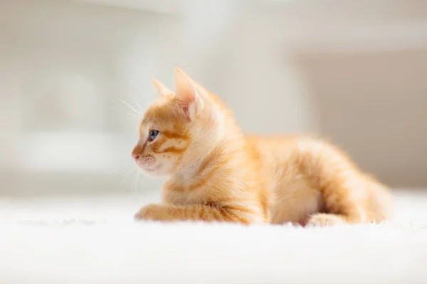Kočička. Ginger koťačka spící na přikrývce — Stock fotografie