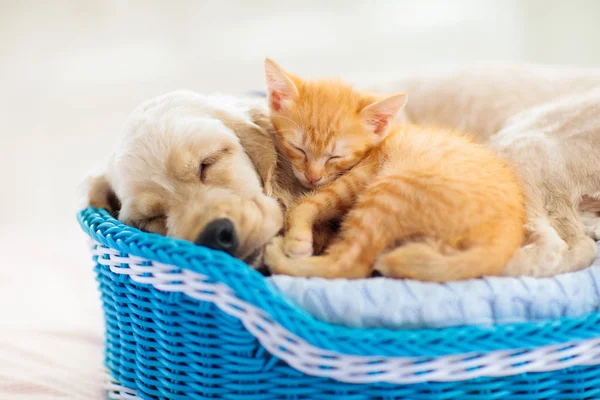 Niño, perro y gato. Los niños juegan con el cachorro, gatito . — Foto de Stock