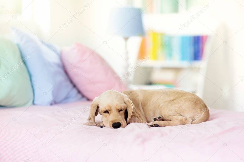 Dog sleeping on bed. Puppy taking nap.