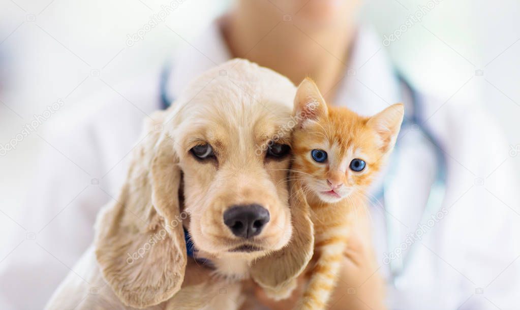 Vet with dog and cat. Puppy and kitten at doctor.