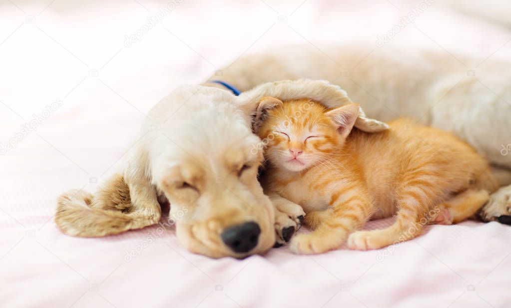 Cat and dog sleeping. Puppy and kitten sleep.