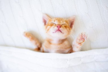 Yavru kedi. Zencefil kedi battaniye altında uyku