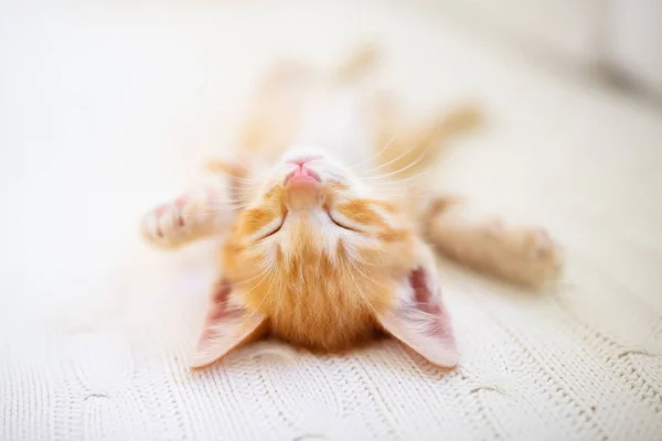 Baby cat. Ginger kitten sleeping under blanket — Stock Photo, Image