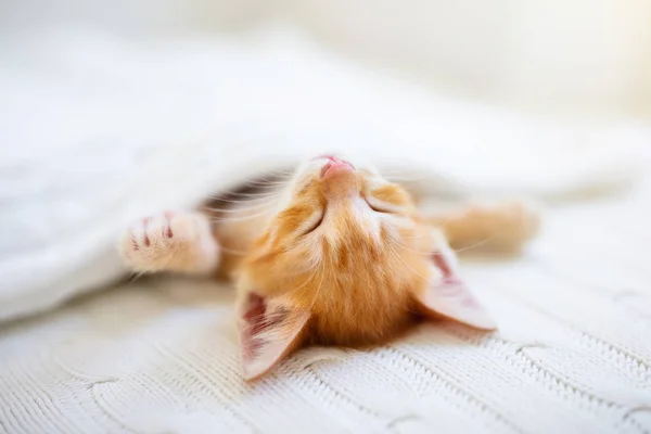 Gato bebé. Ginger gatito durmiendo bajo manta — Foto de Stock