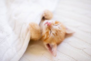 Yavru kedi. Zencefil kedi battaniye altında uyku