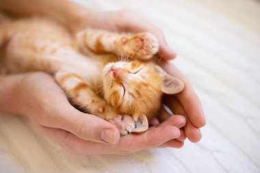 Kedi adam elinde uyuyor. Kediler uyur.