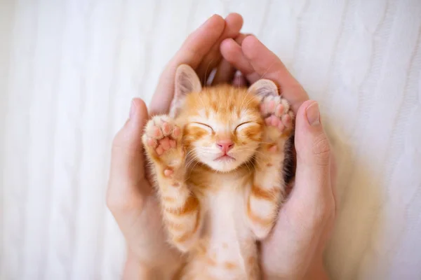 Gatinho dormindo em mãos de homem. Gatos dormem . — Fotografia de Stock