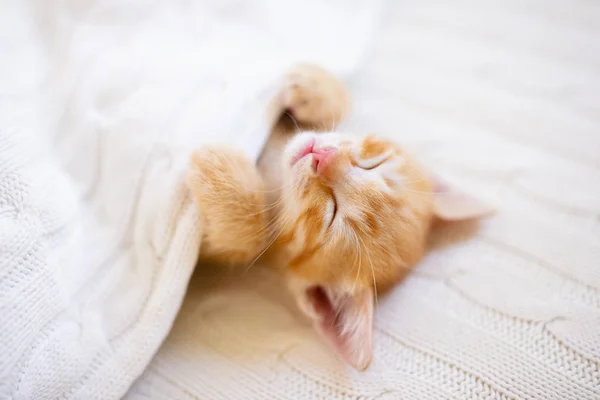 Gatinho. Gatinho de gengibre dormindo sob cobertor — Fotografia de Stock