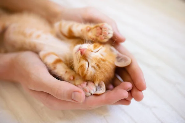 Kitten sleeping in man hands. Cats sleep. — Stock Photo, Image