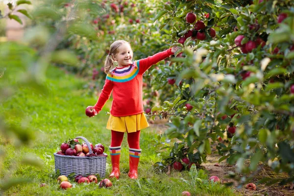 Liten jente som plukker eple i frukthagen – stockfoto