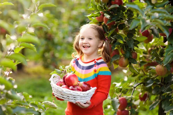 Menina colhendo maçã no jardim de frutas — Fotografia de Stock