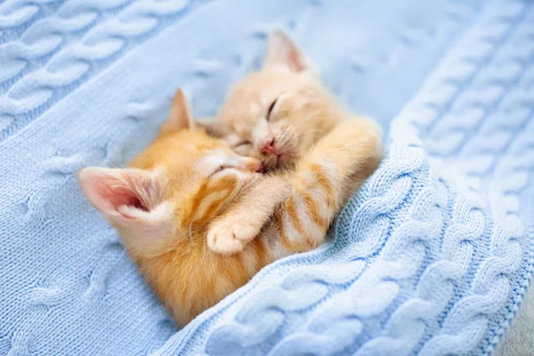 Котёнок. Рыжий котёнок спит под одеялом — стоковое фото