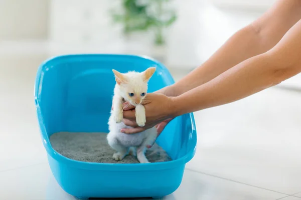 Gato en caja de arena. Gatito en el baño. Cuidado casero de mascotas —  Fotos de Stock