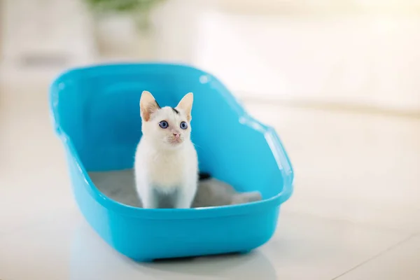 Cat in litter box. Kitten in toilet. Home pet care — Stock Photo, Image