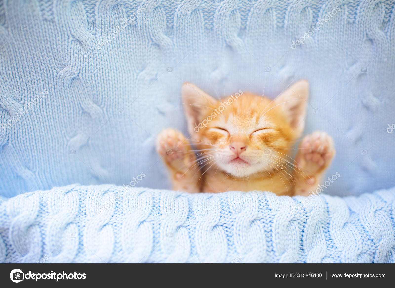 cat sleeping blanket