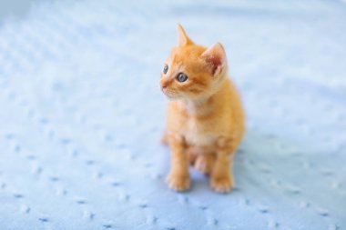 Yavru kedi. Kızıl Kedi Evde Oynuyor.