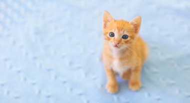 Yavru kedi. Kızıl Kedi Evde Oynuyor.