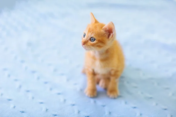 Kočičko. Ginger Kitten hraje doma. — Stock fotografie