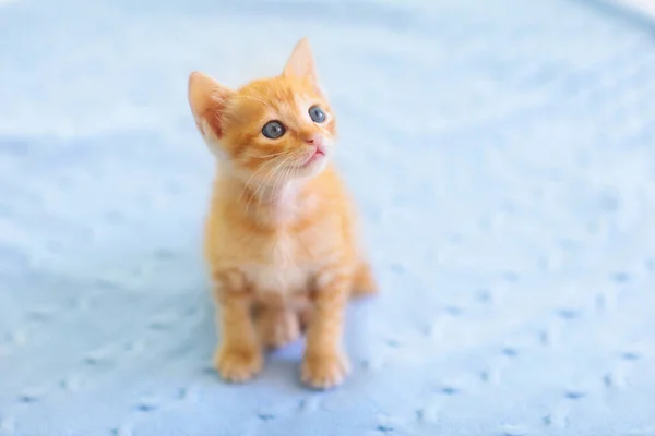 Baby Cat. Gatinho de gengibre brincando em casa. — Fotografia de Stock