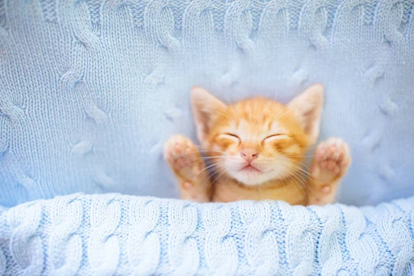 Gato bebé. Ginger gatito durmiendo bajo manta —  Fotos de Stock