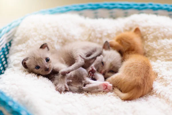 Kattunge Korg Baby Katt Hemma Husdjur Och Vård Husdjur — Stockfoto