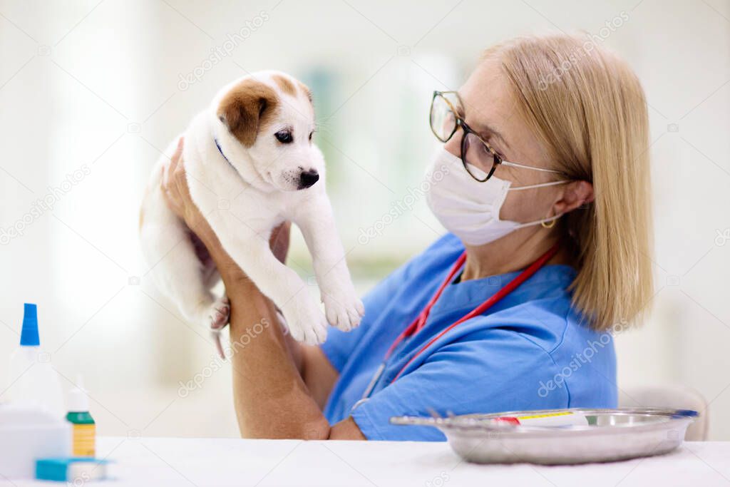 Vet examining dog. Puppy at veterinarian doctor. Animal clinic. Pet check up and vaccination. Health care for dogs. Baby dog getting injections.